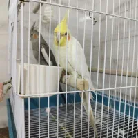 عروس هلندی