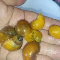 حلزون سیب