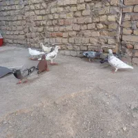 کفتر