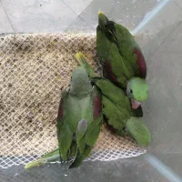 جوجه شاه طوطی پرورش داخل حلقه پا با تست جنسیت