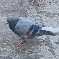 کبوتر گم شده