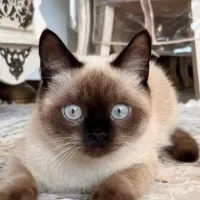 گربه سیامی تایلندی