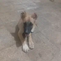 توله