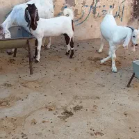 گوسفند
