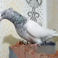 کله الماسی