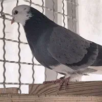 کفتر