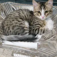 واگذاری گربه ۵ ماهه
