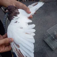 کبوتر