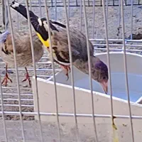 طوطی گرینچیک جوجه سهره کال آنتیک قابل معاوضه