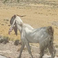 چبش . دبر