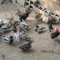 اردک نمایی