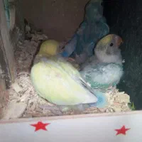جوجه‌کوتوله