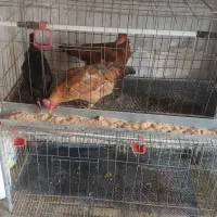 مرغ خروس
