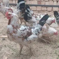 مرغ گلین