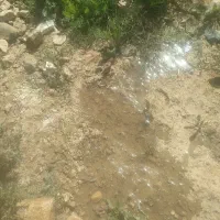 آب کشاورزی اجاره ای