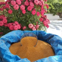 فروش خاکشیرتازه  تمیز شده