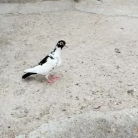 3 عدد کبوتر دو  رگ