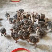 پیش فروش جوجه شترمرغ بیست روزه