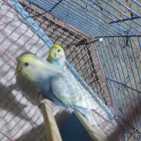 مرغ عشق رنگین کمانی مولد