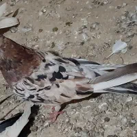 سرور دانه ای 1200روهم ببری