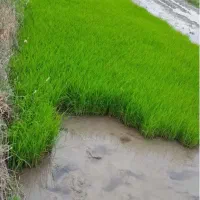 بذر شالی