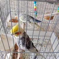 عروس هلندی