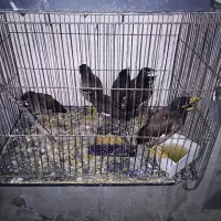 جوجه مینا شاه تخم اصیل تهران کام سیاه