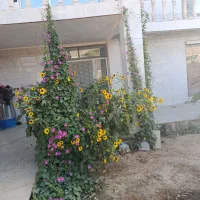منزل اجاره ای