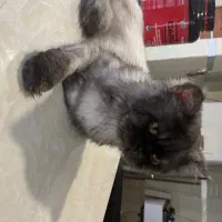 واگذری گربه نر و ماده نژاد دار