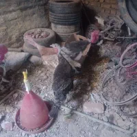 بوقلمون نر ماده حراج