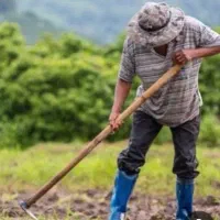 کارگر برای آلاو نخود چیدن دارم