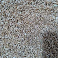 300کیلو گرم گندم کیلویی 55000 هزار تومان