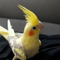 عروس