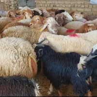 ورود بزرگترین گله گوسفند زنده به مشهد مناسبت عید