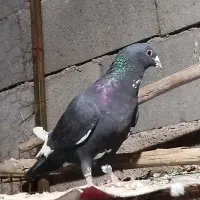 پرنده