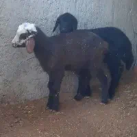بره شیری