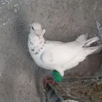 تعدادی پرنده.