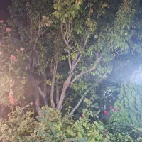 استخدام باغبان و نگهبان