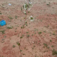 فروش زمین