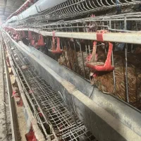 قفس منبری تخمگذار