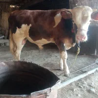 گاونر(پارنی) سیمینتال