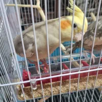 عروس هلندی کارداده فروش مفت