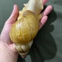 حلزون آلبینو آچاتینا