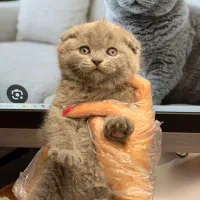 اسکاتیش بلو گردالو (عکس اختصاصی)