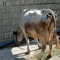 گاو تک شیر