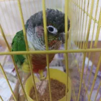 فروش طوطی گرینچیک