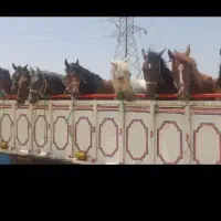 خرید و فروش اسب بارکش و پالونی