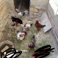 خروس سرحال جوان 8 ماهه