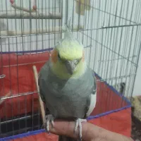 عروس هلندی نر