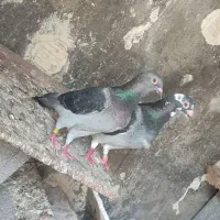 پلاکی